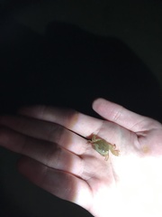 Hemigrapsus crenulatus