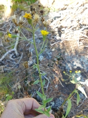 Hieracium umbellatum umbellatum