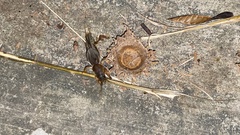 Gryllotalpa orientalis