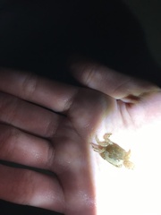 Hemigrapsus crenulatus