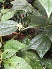 Passiflora costaricensis