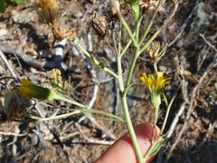 Hieracium umbellatum umbellatum