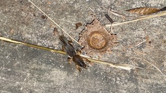 Gryllotalpa orientalis