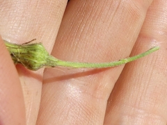 Hieracium umbellatum umbellatum