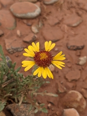 Gaillardia