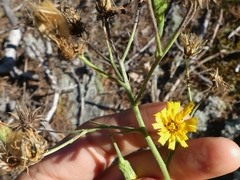 Hieracium umbellatum umbellatum