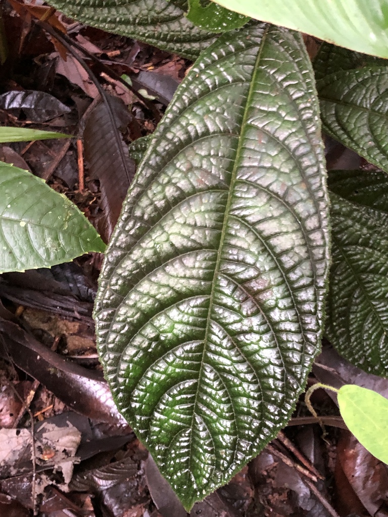 Strobilanthes auriculata, Capira, PA-PO, PA