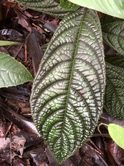 Strobilanthes auriculata