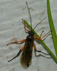 Pimpla pedalis