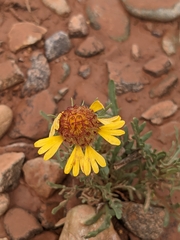 Gaillardia