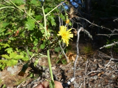 Hieracium umbellatum umbellatum