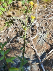 Hieracium umbellatum umbellatum