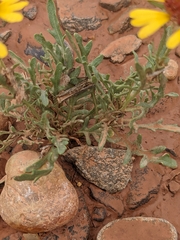 Gaillardia