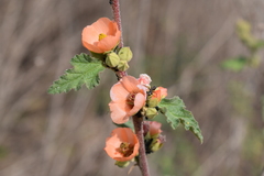 Sphaeralcea bonariensis