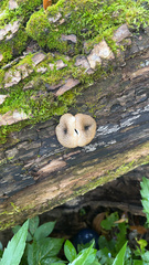 Lentinus arcularius
