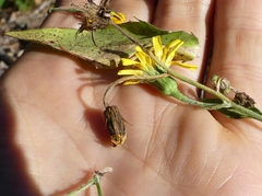 Hieracium umbellatum umbellatum