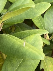 Aedes vexans
