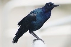 Quiscalus major westoni