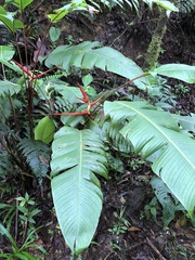 Heliconiaceae