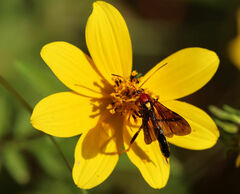 Theronia
