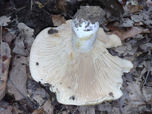 Runjavka (Lactifluus vellereus)