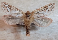 Gazoryctra hyperboreus