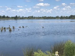 Phoenicopterus ruber