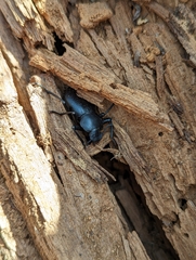 Coelocnemis dilaticollis