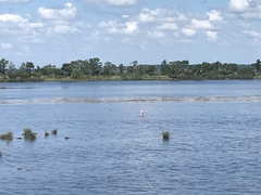 Phoenicopterus ruber