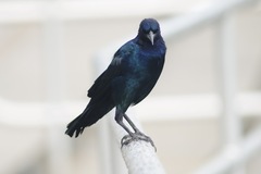 Quiscalus major westoni