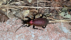 Carabus smaragdinus