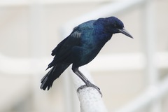 Quiscalus major westoni