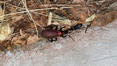 Carabus smaragdinus