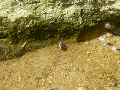 Trepobates knighti