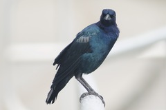 Quiscalus major westoni