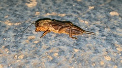 Gryllotalpa orientalis