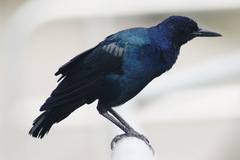 Quiscalus major westoni