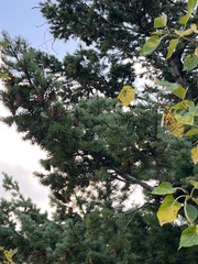 Pseudotsuga menziesii glauca