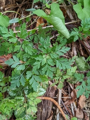 Geranium robertianum