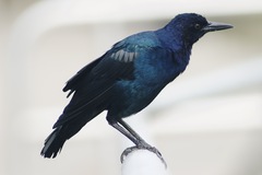 Quiscalus major westoni