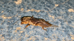 Gryllotalpa orientalis