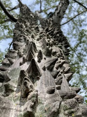 Ceiba aesculifolia