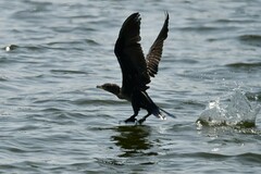 Nannopterum brasilianum