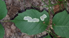 Cameraria guttifinitella