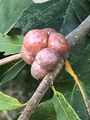 Andricus quercusstrobilanus