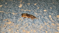 Gryllotalpa orientalis