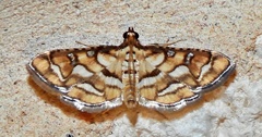 Hileithia magualis