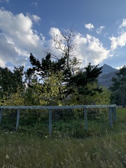 Pseudotsuga menziesii glauca