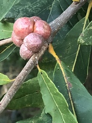 Andricus quercusstrobilanus