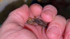 Gryllotalpa orientalis